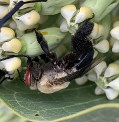 Centris caesalpiniae