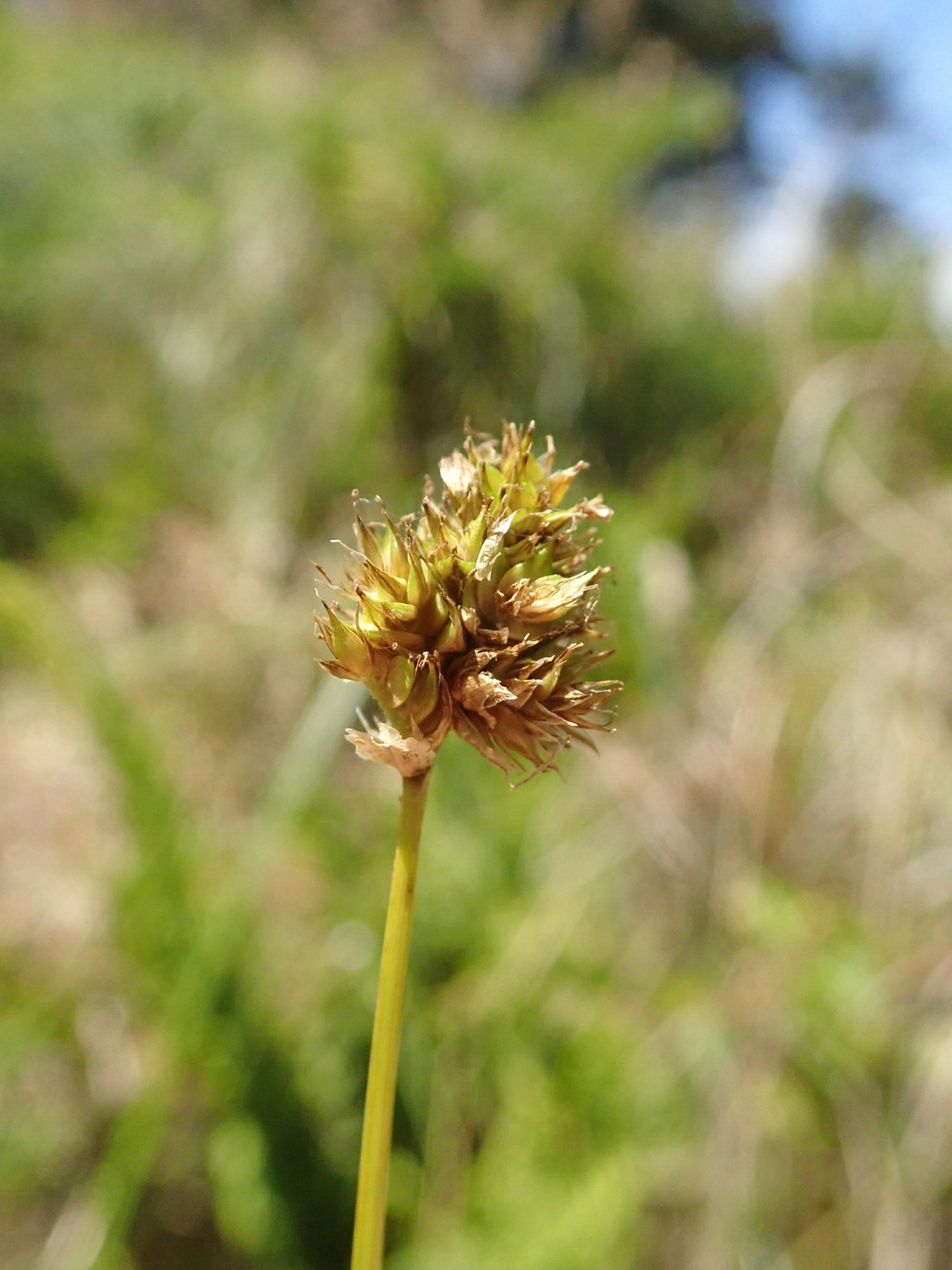 Carex subbracteata