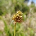 Small-bracted Sedge - Photo (c) David Greenberger, some rights reserved (CC BY-NC-ND), uploaded by David Greenberger