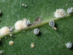 Euthoracaphis umbellulariae