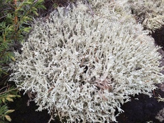 Cladonia boryi