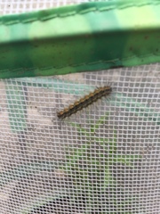 Estigmene acrea