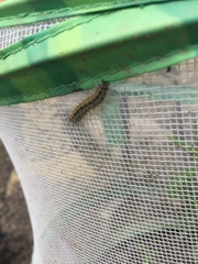 Estigmene acrea
