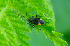 Polymerus venaticus
