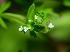 Galium trifidum columbianum