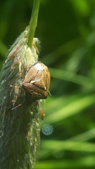 Eysarcoris aeneus