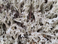 Cladonia boryi