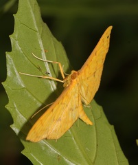 Endocrossis caldusalis