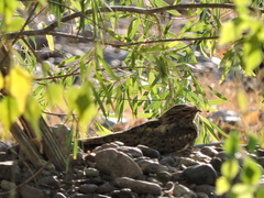Chordeiles acutipennis