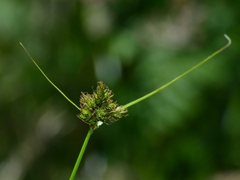 Carex athrostachya