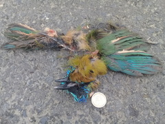 Momotus subrufescens