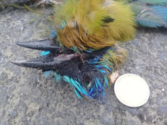 Momotus subrufescens