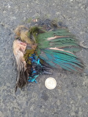 Momotus subrufescens