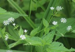 Stellaria nemorum