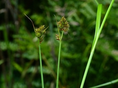 Carex gracilior