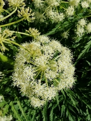 Molopospermum peloponnesiacum