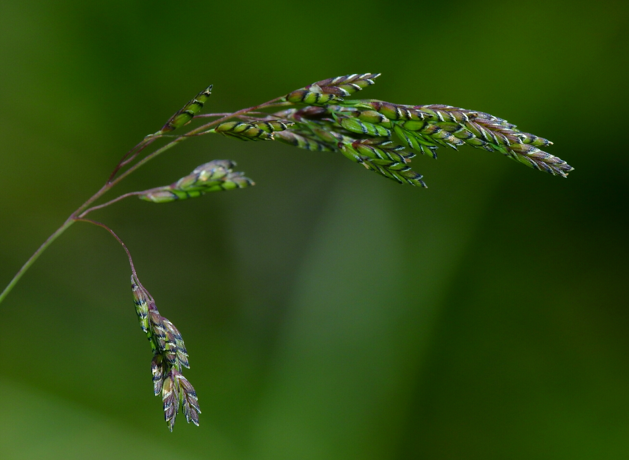 Torreyochloa pallida var. pauciflora