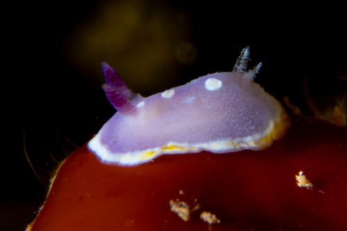 Photo of Rose-and-gold doris (Felimida luteorosea)