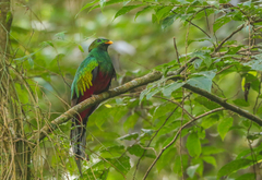 Pharomachrus fulgidus