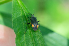 Polymerus venaticus