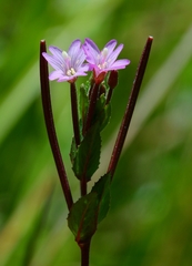Epilobium ciliatum watsonii