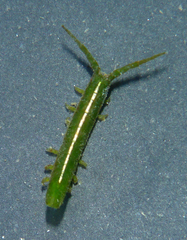 Pentidotea kirchanskii