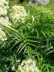 Molopospermum peloponnesiacum