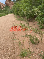 Ipomopsis aggregata collina