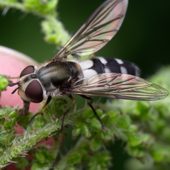 Leucozona laternaria