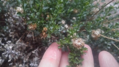 Ericameria cuneata