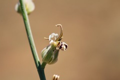 Streptanthus brachiatus