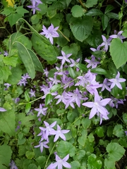 Campanula poscharskyana