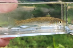 Fundulus catenatus