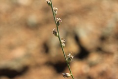 Streptanthus brachiatus