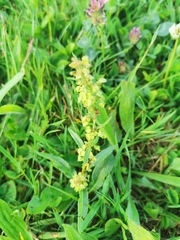 Rumex