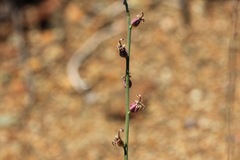 Streptanthus brachiatus