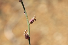 Streptanthus brachiatus