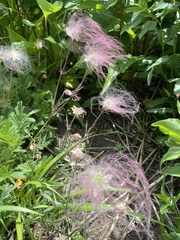 Geum triflorum