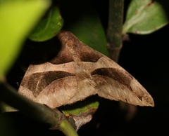 Bastilla arcuata