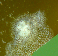 Corambe pacifica