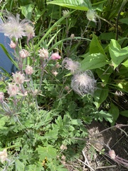 Geum triflorum