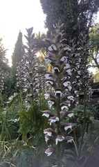 Acanthus mollis