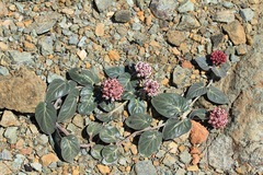 Asclepias solanoana
