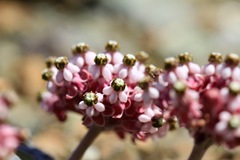 Asclepias solanoana