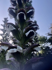 Acanthus mollis