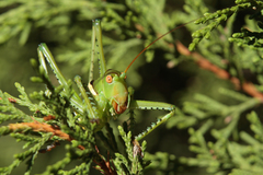 Neobarrettia spinosa