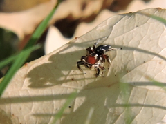Habronattus forticulus