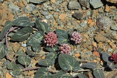Asclepias solanoana