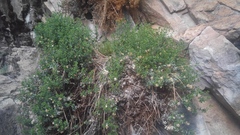Ericameria cuneata