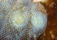Corambe steinbergae